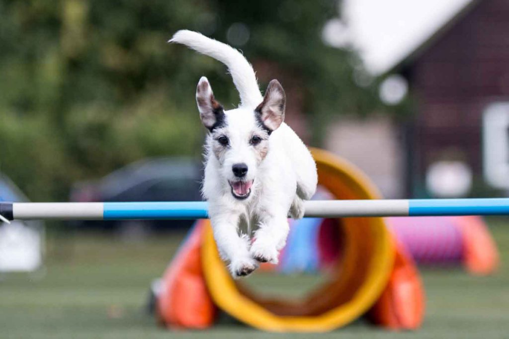 Agility - Štěkárna